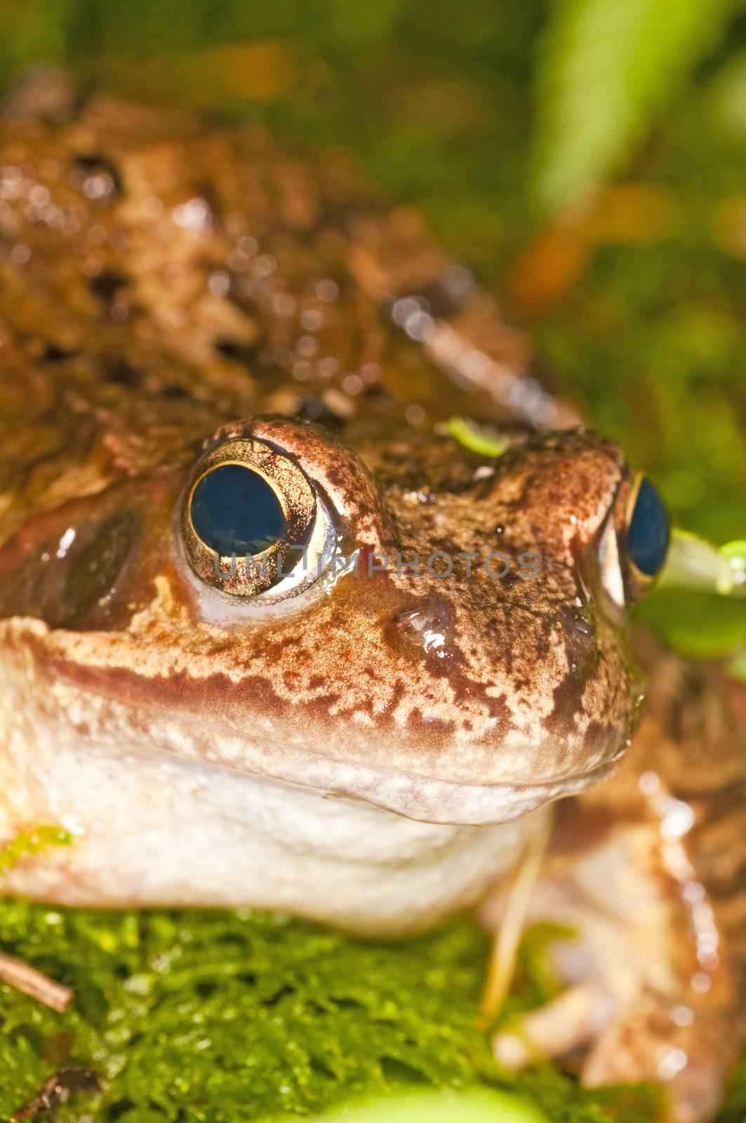 agile frog, Rana dalmatina by Jochen