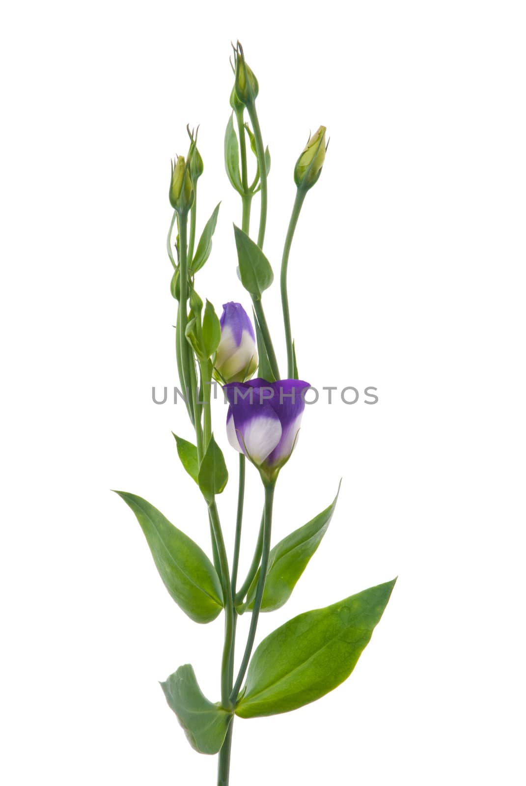 Beautiful violet flower isolated on white.