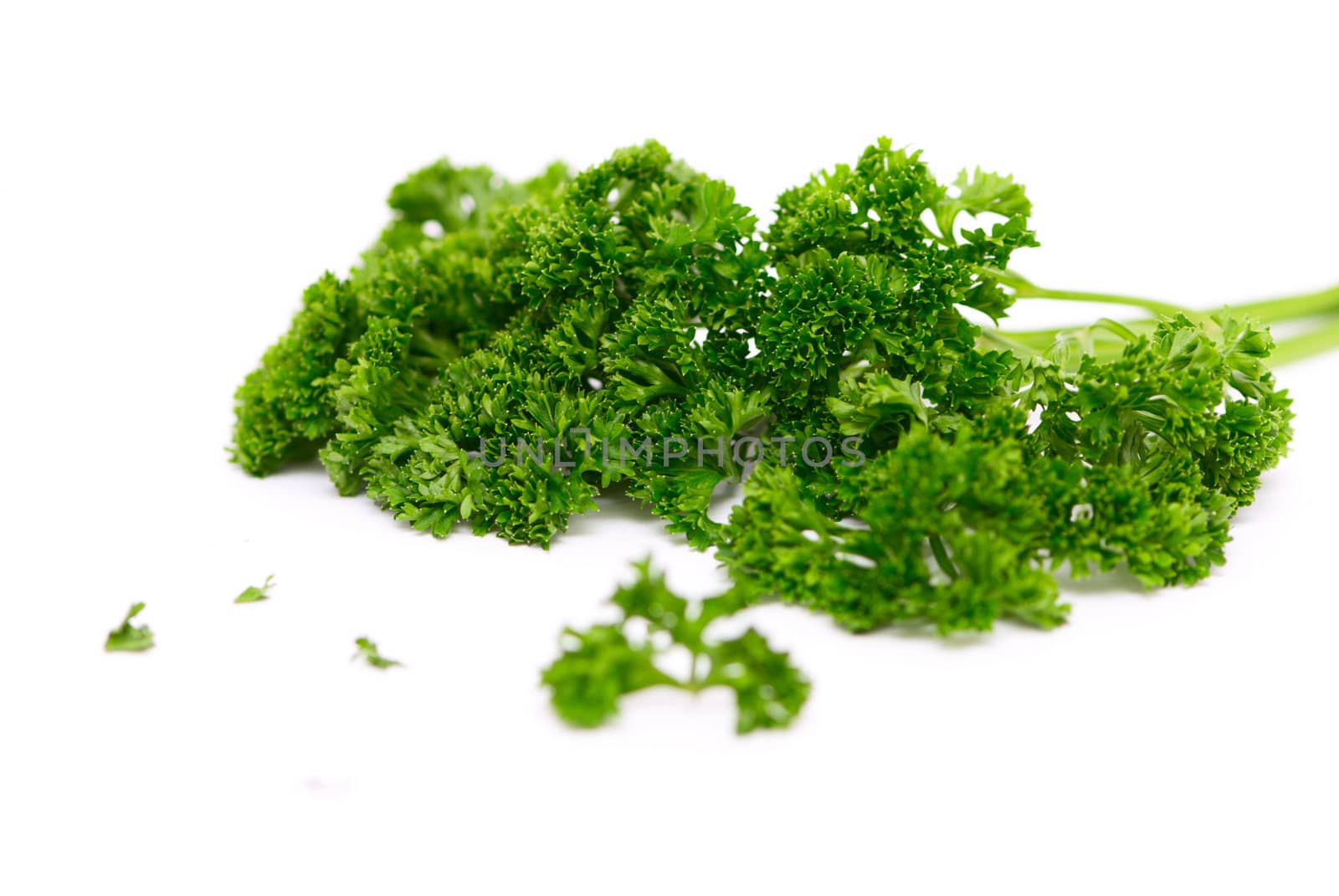 Twig of a green parsley isolated on white