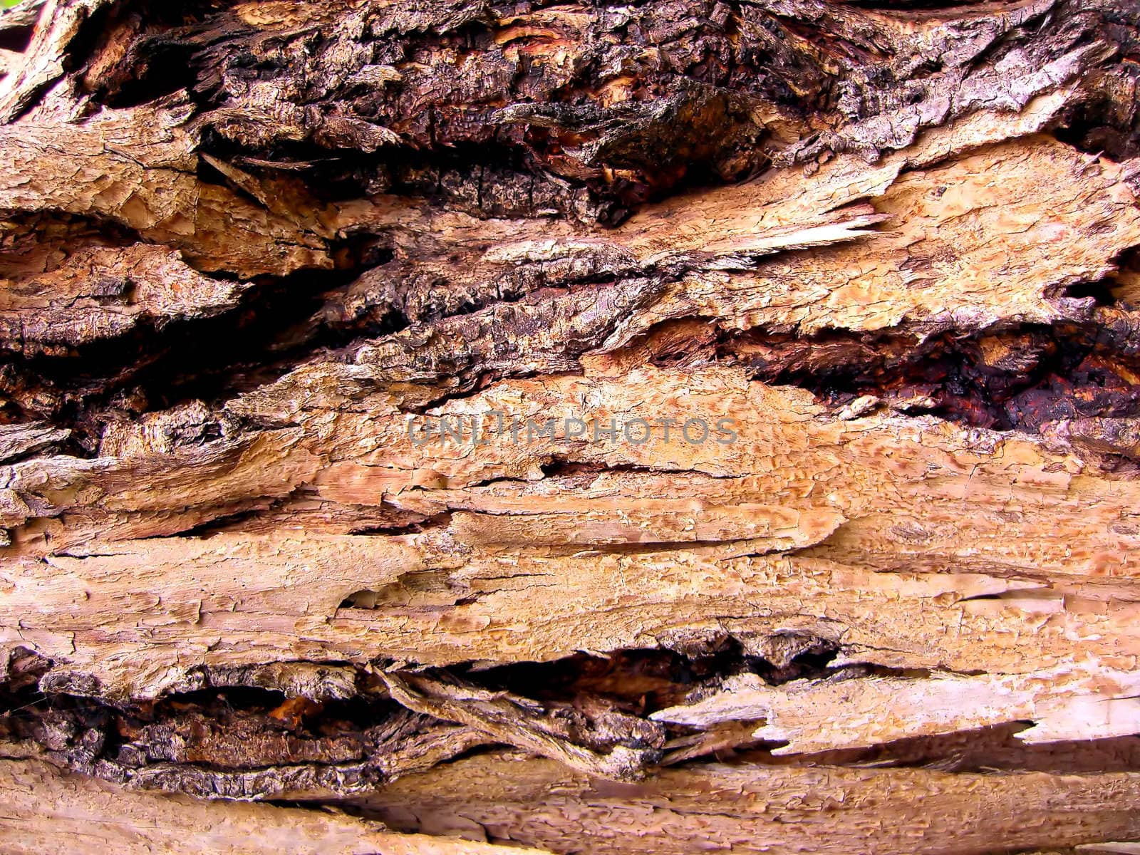 close up on a detail of wood tree texture...