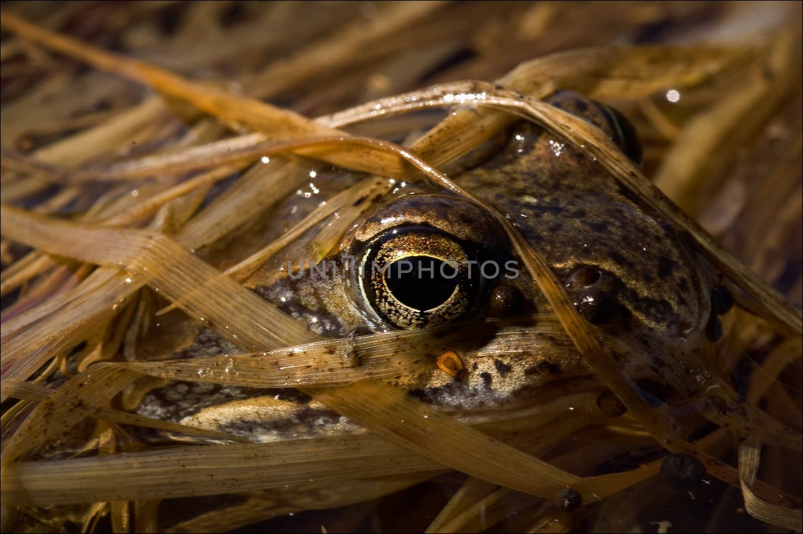 The Common Frog, hidden in a grass. The frog sits in water and looks out one eye from under the last year's turned yellow grass.