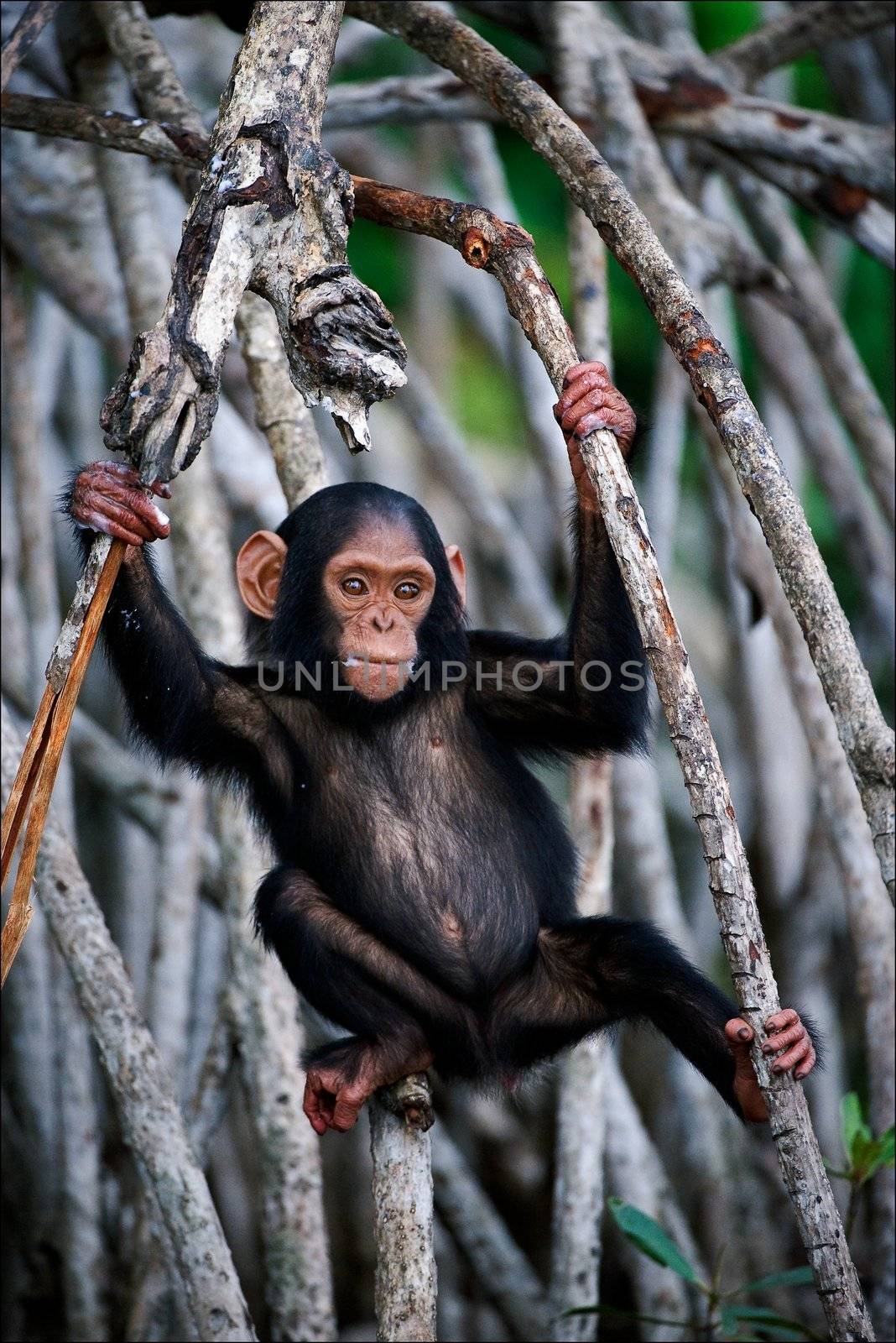 The kid of a chimpanzee. The cub of a chimpanzee frolics on roots mangrove thickets.