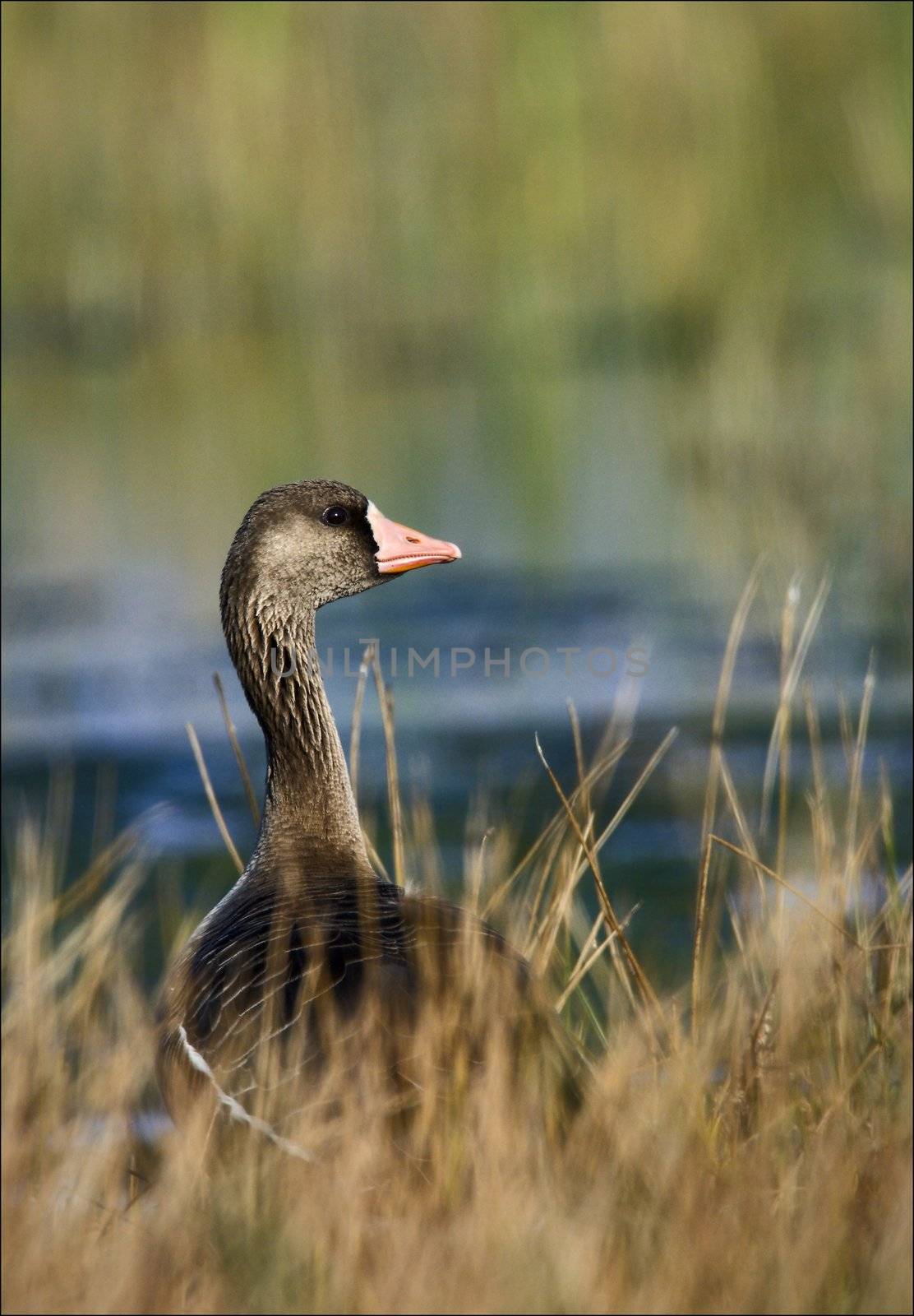 Goose. The goose cautiously looks out from - for high flavovirent grasses.