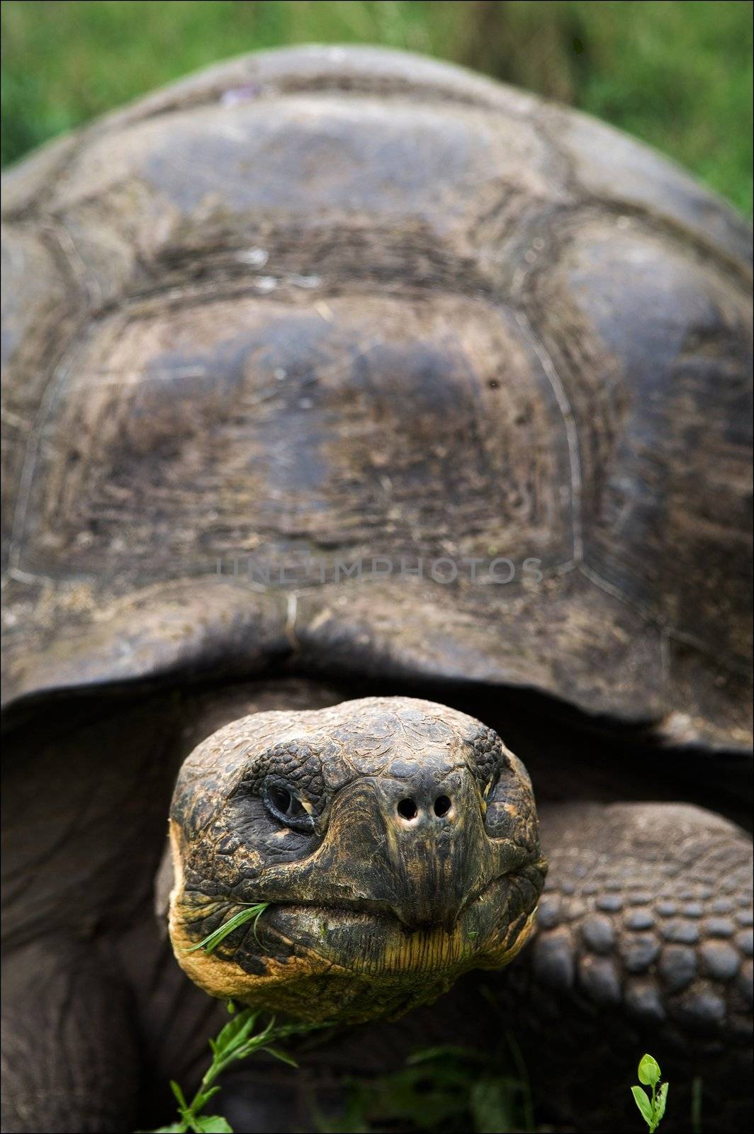 Portrait Galapagos Turtles which eats a grass. A short distance.