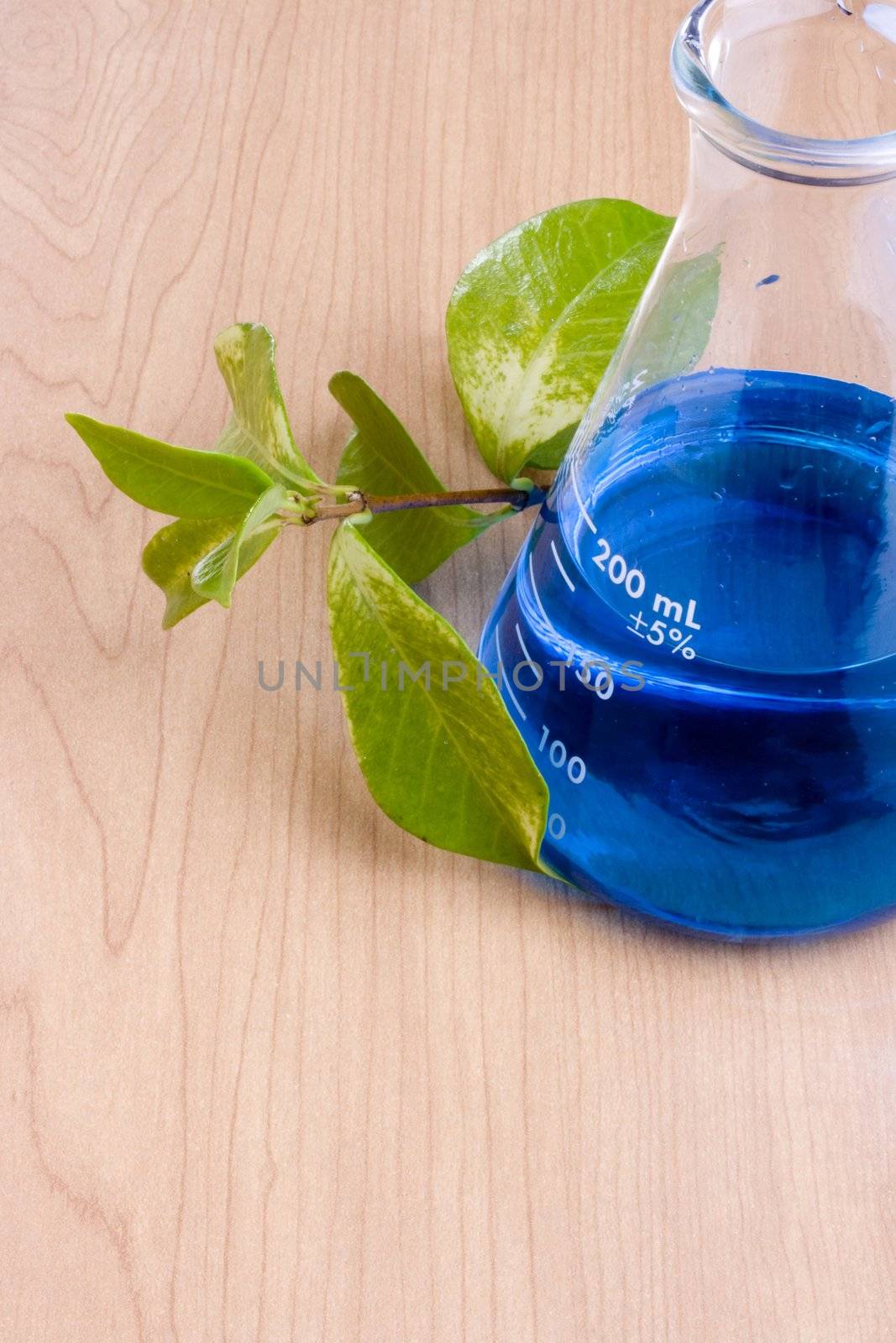 Green leaves next to an erlenmeyer flask with a blue liquid in it.