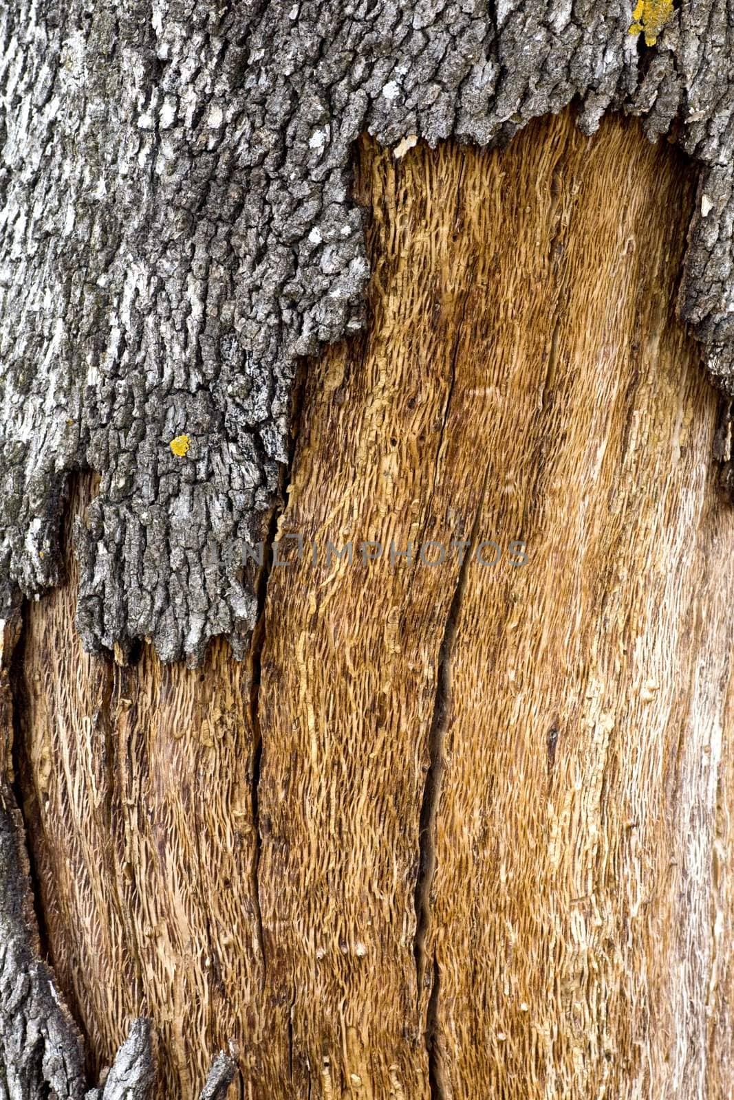 Close up view of a quercus suber tree bark texture.