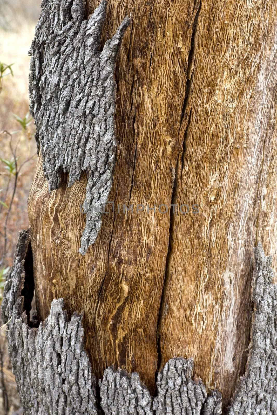 Close up view of a quercus suber tree bark texture.