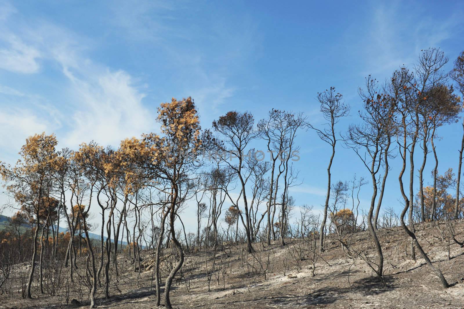 after the forest fire in the Languedoc Roussillon, Saint Bauzille de Montmel