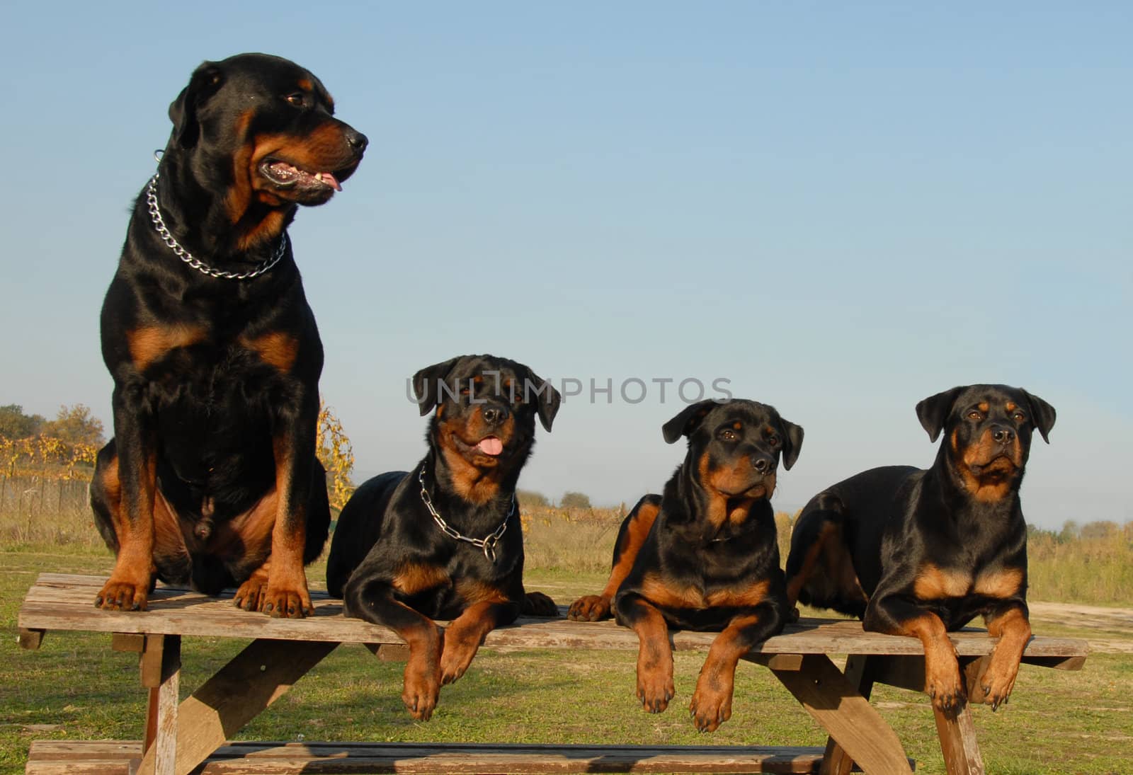 four watchind dogs: family of purebred rottweiler
 