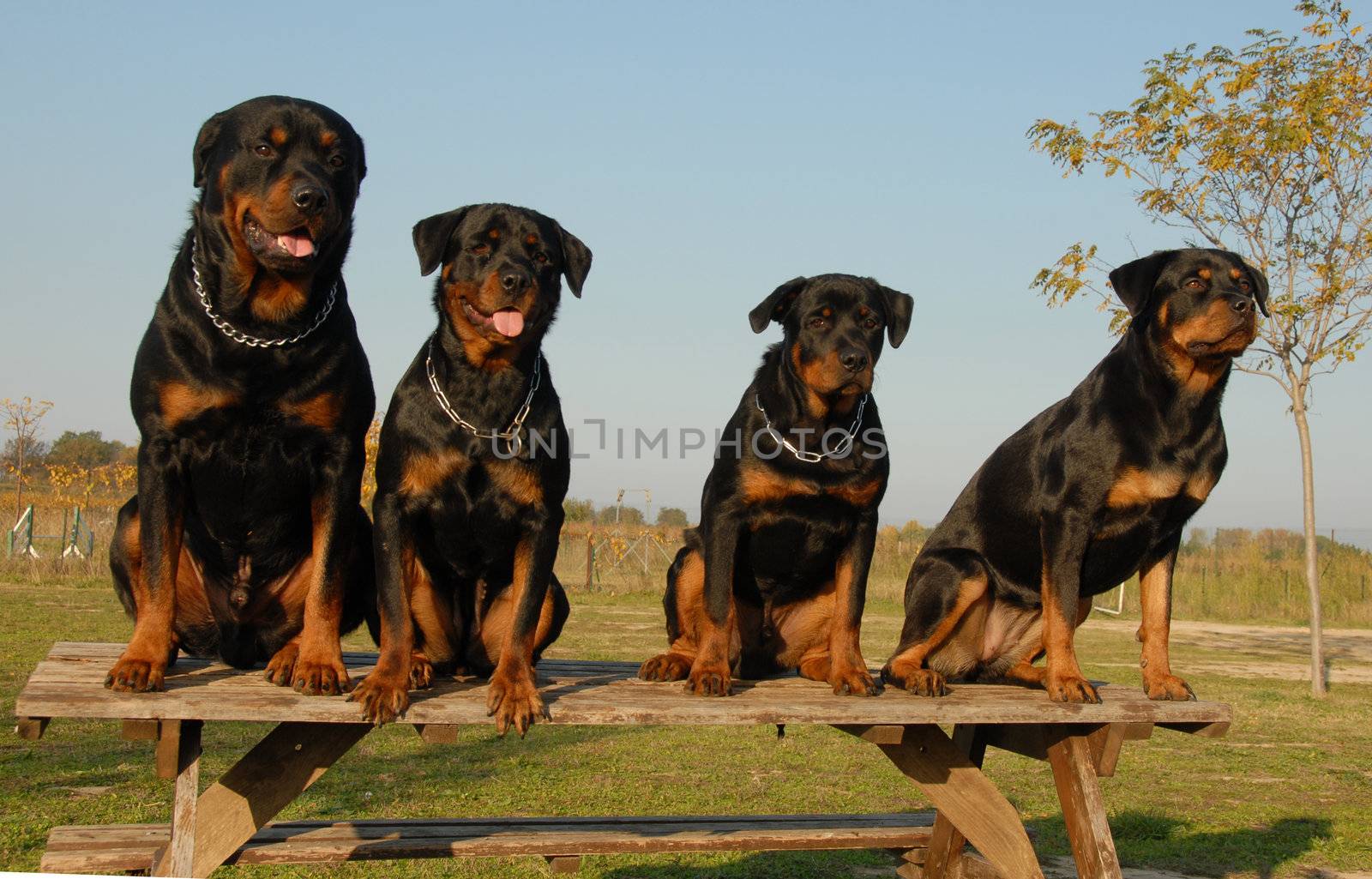 four watchind dogs: family of purebred rottweiler
 