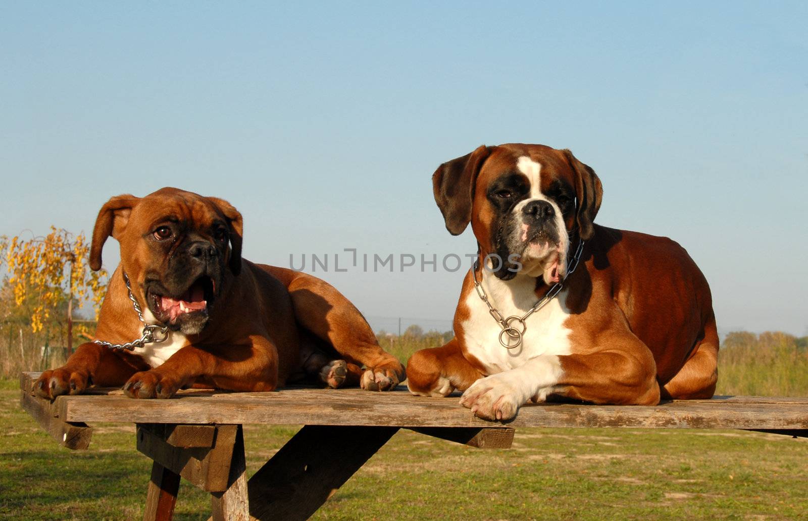 male purebred german boxer and his puppy   