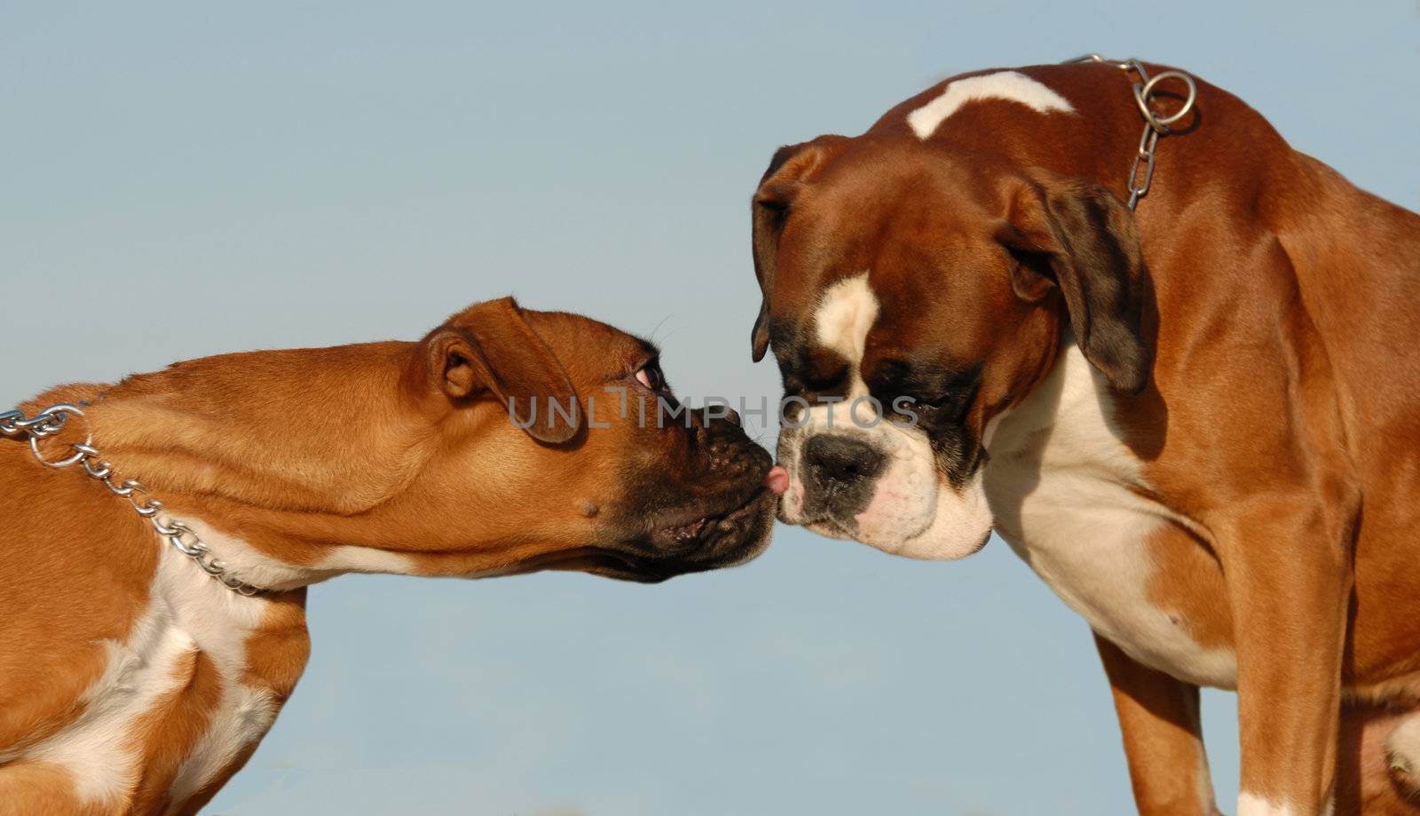 male purebred german boxer and his puppy   