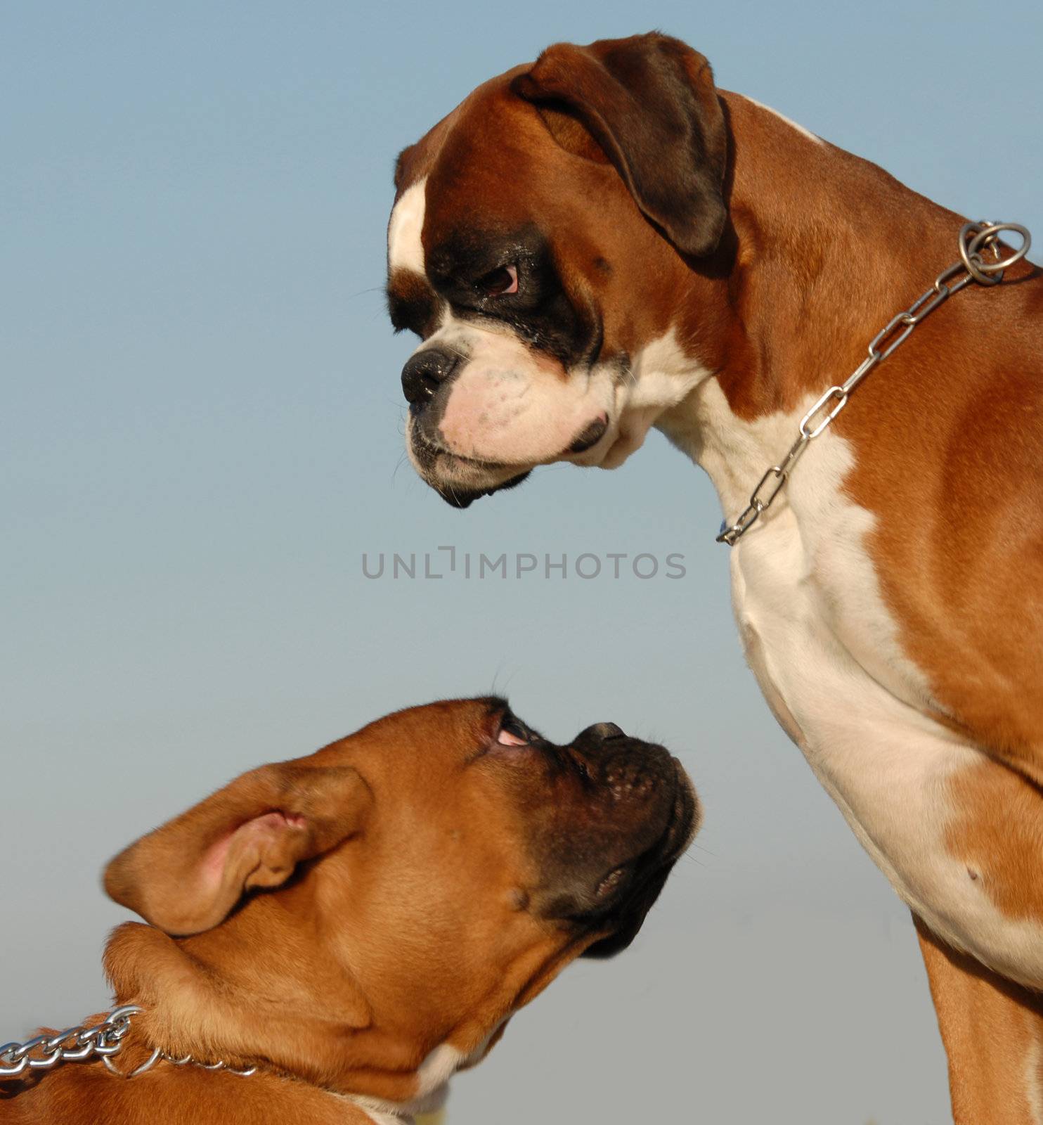 male purebred german boxer and his puppy  