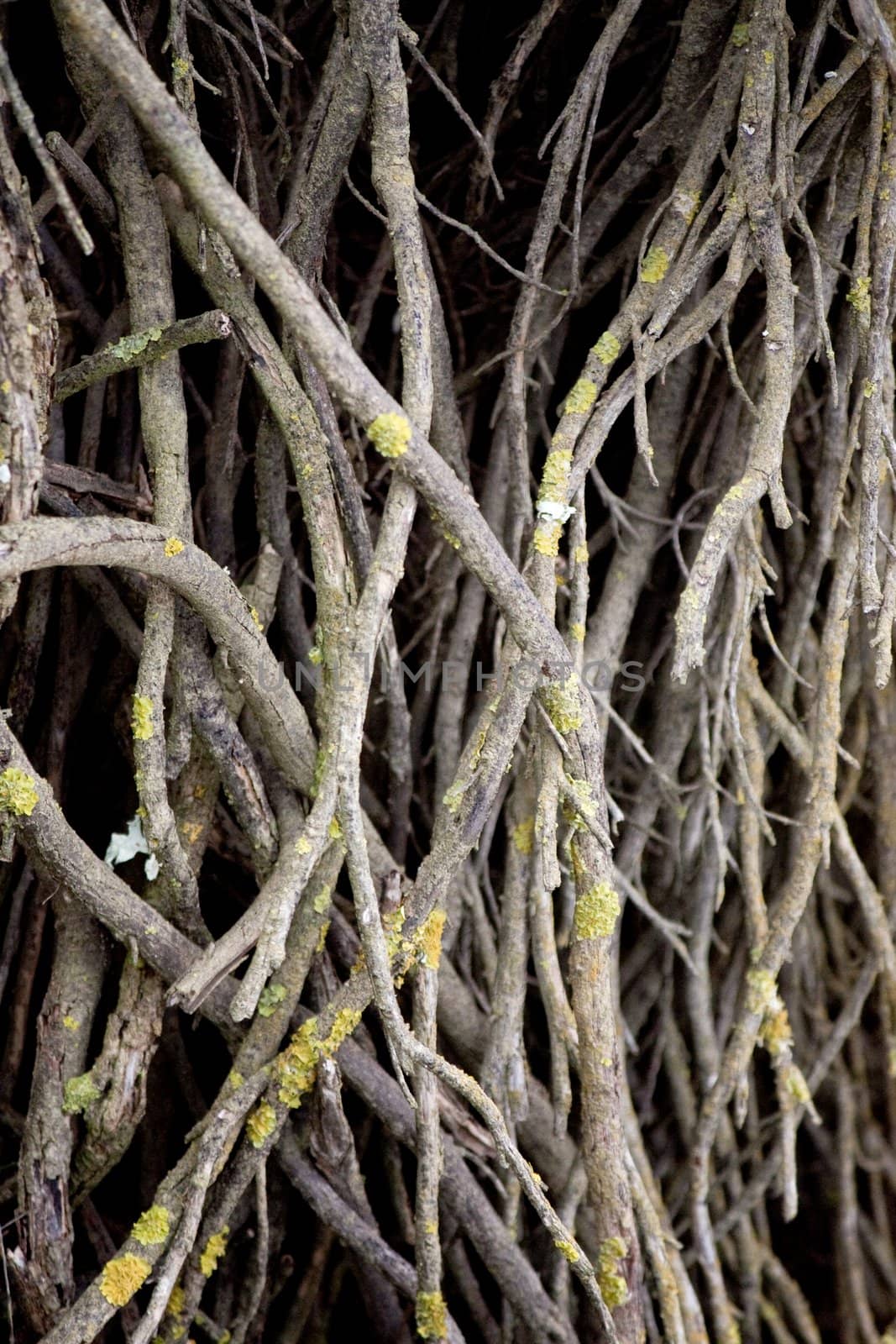 Close view of many branches of a ground bush.