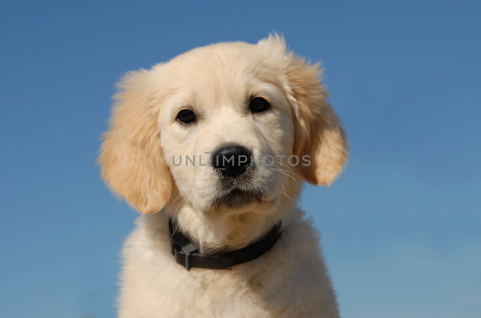 portrait of a very young puppy purebred golden retriever
