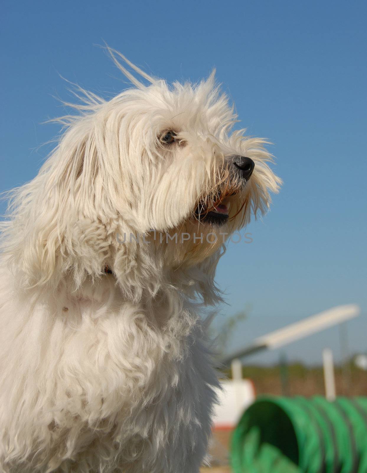 portrait of a beautiful little white dog: tulear coton

