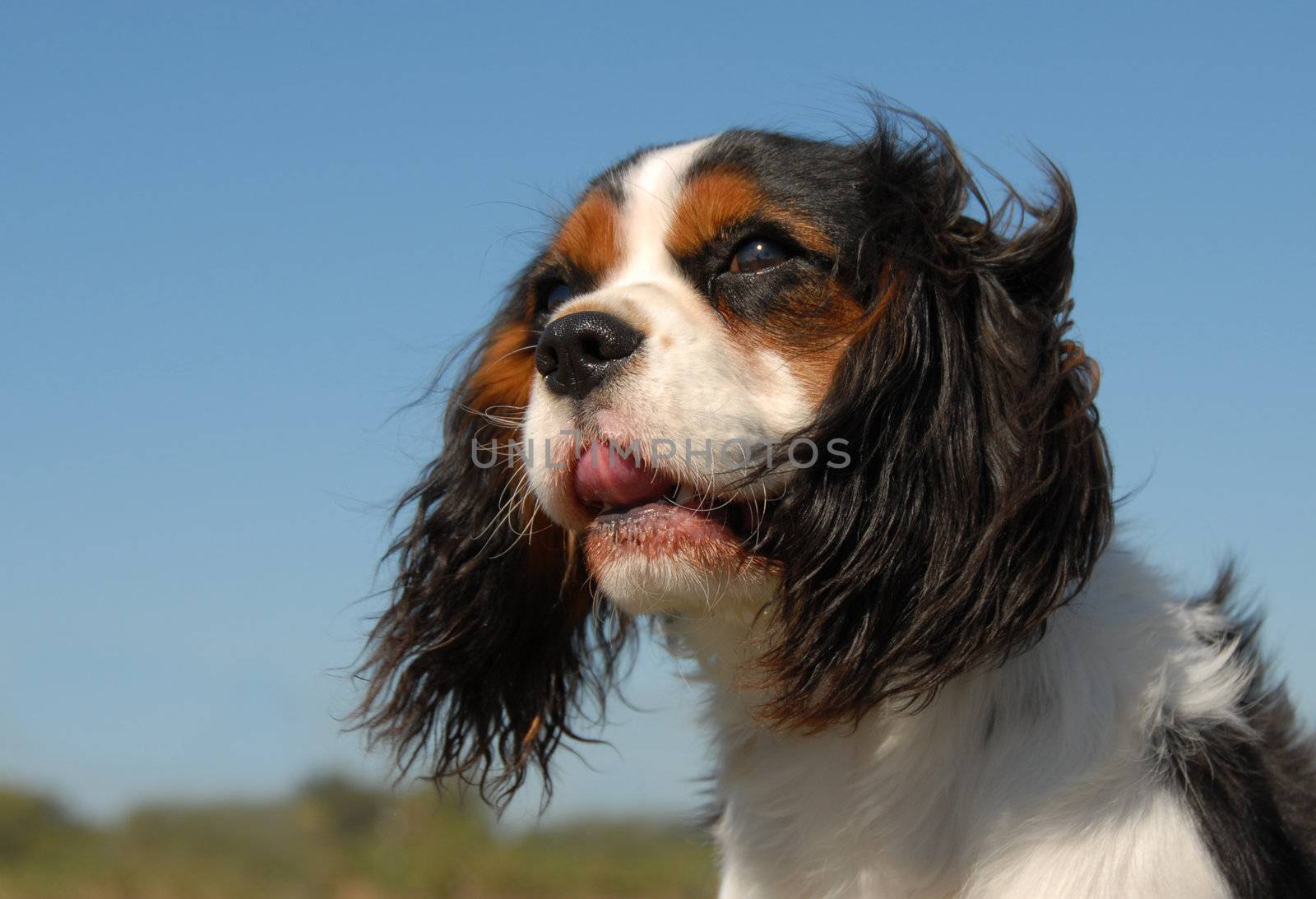 portrait of a beautiful cavalier king charles: cute little dog