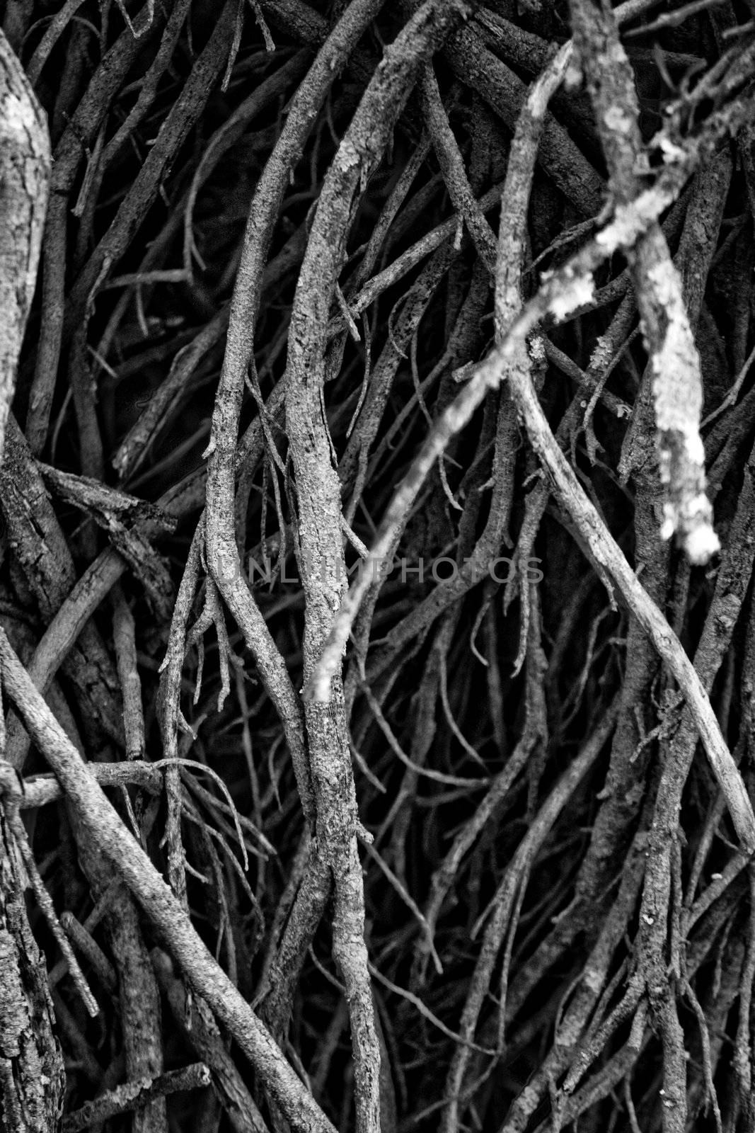 Close view of many branches of a ground bush.