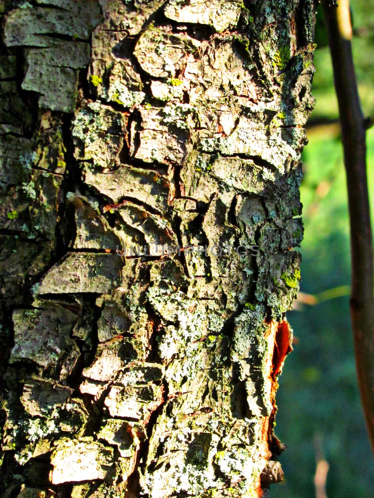 Tree Bark by cccaity63
