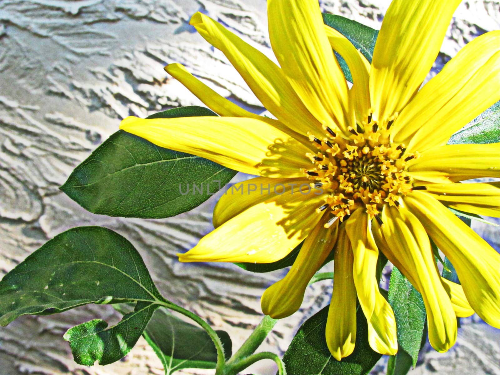 Immature sunflower in the backyard