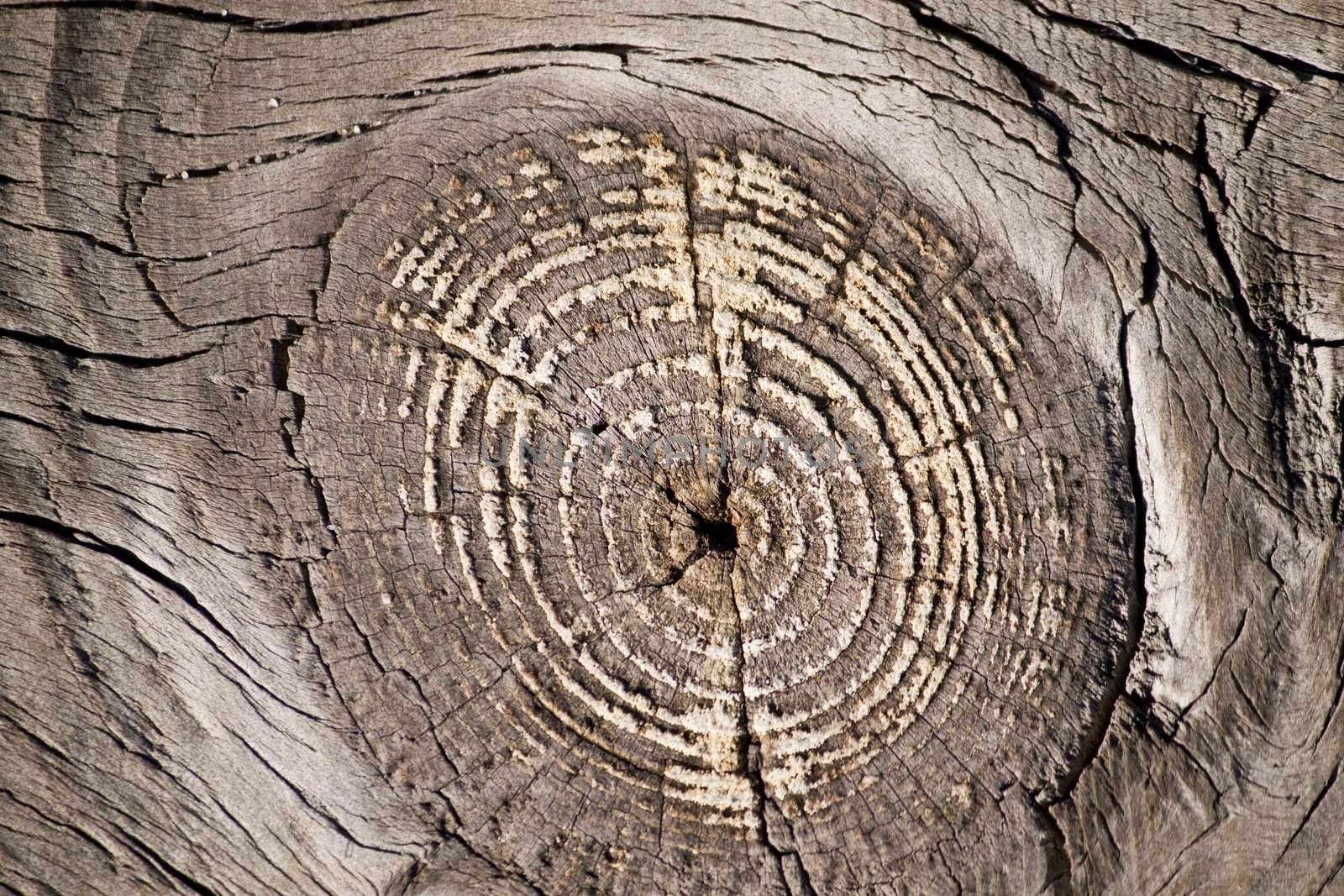 Close up view of some old texture of a wooden board.