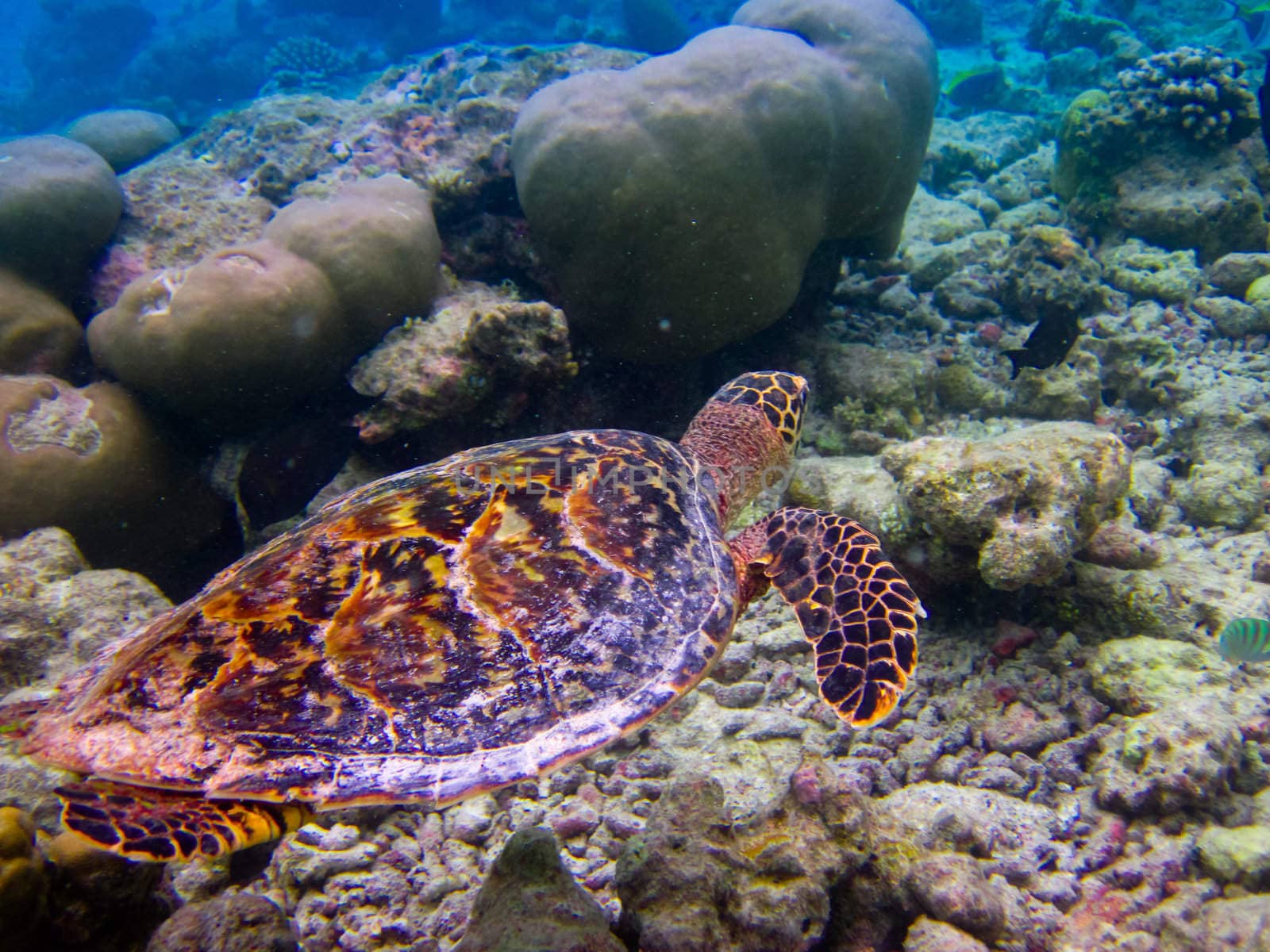 Hawksbill Turtle swiming like flying at Maldives