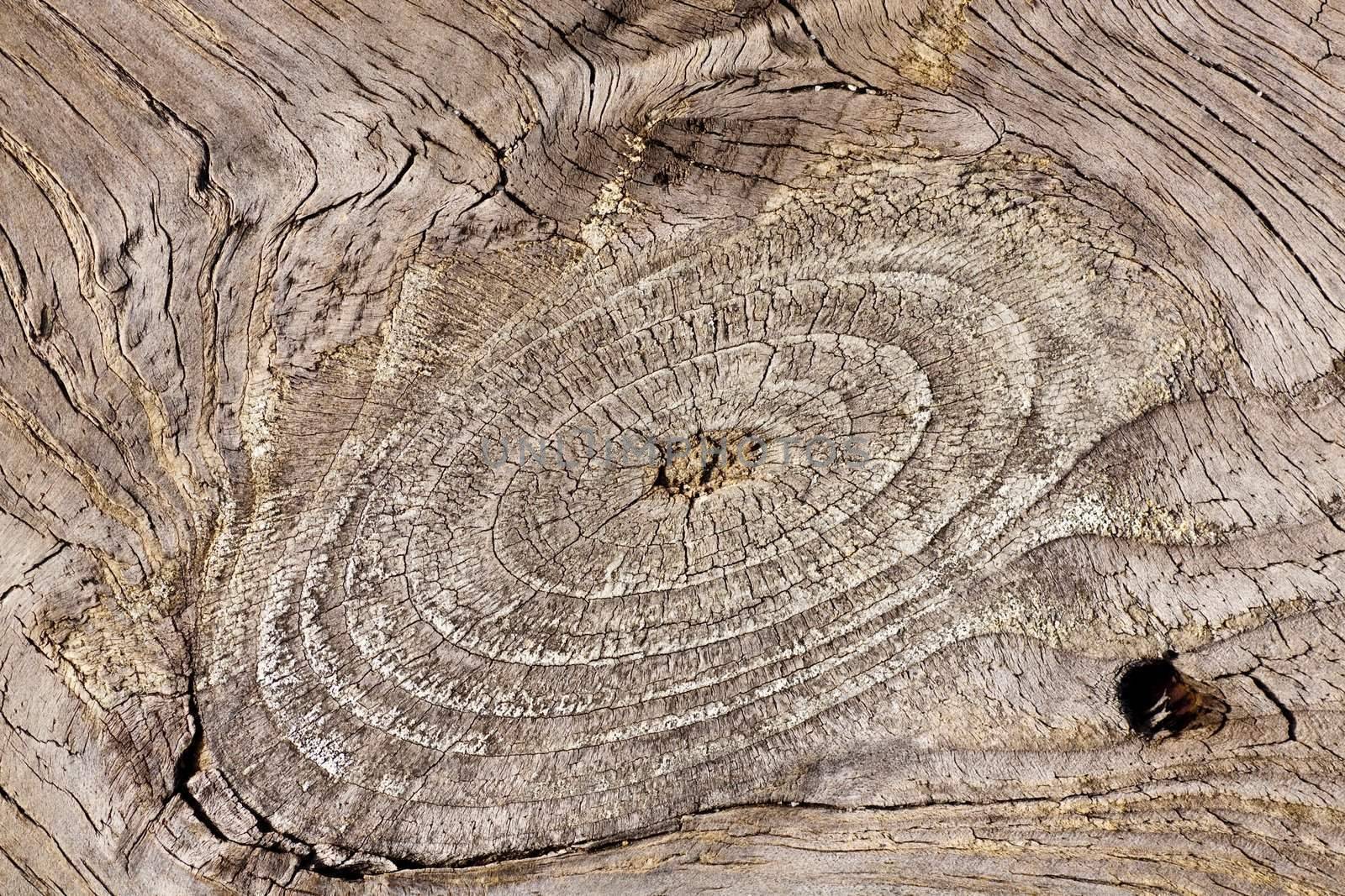 Close up view of some old texture of a wooden board.