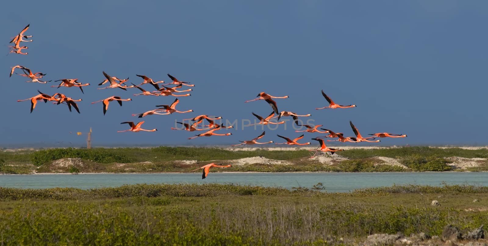 Flamingo