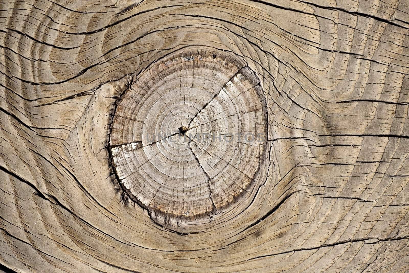 Close up view of some old texture of a wooden board.