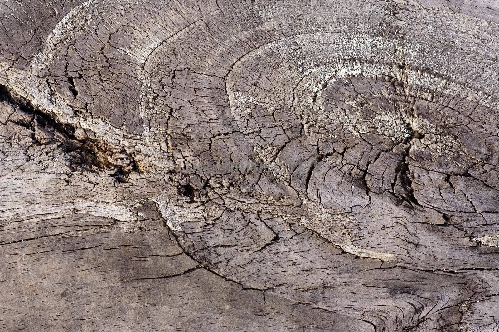 Close up view of some old texture of a wooden board.