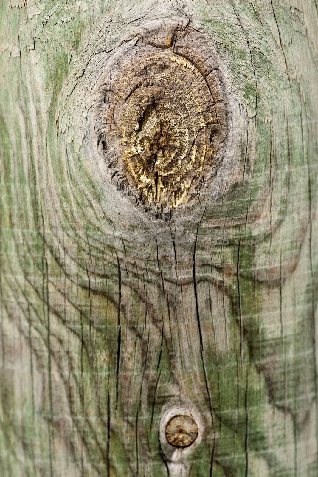 Close up view of some old texture of a wooden board.