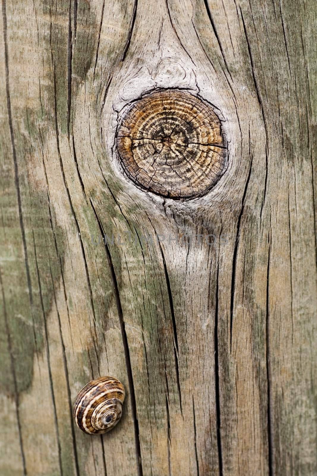 Close up view of some old texture of a wooden board and a snail.