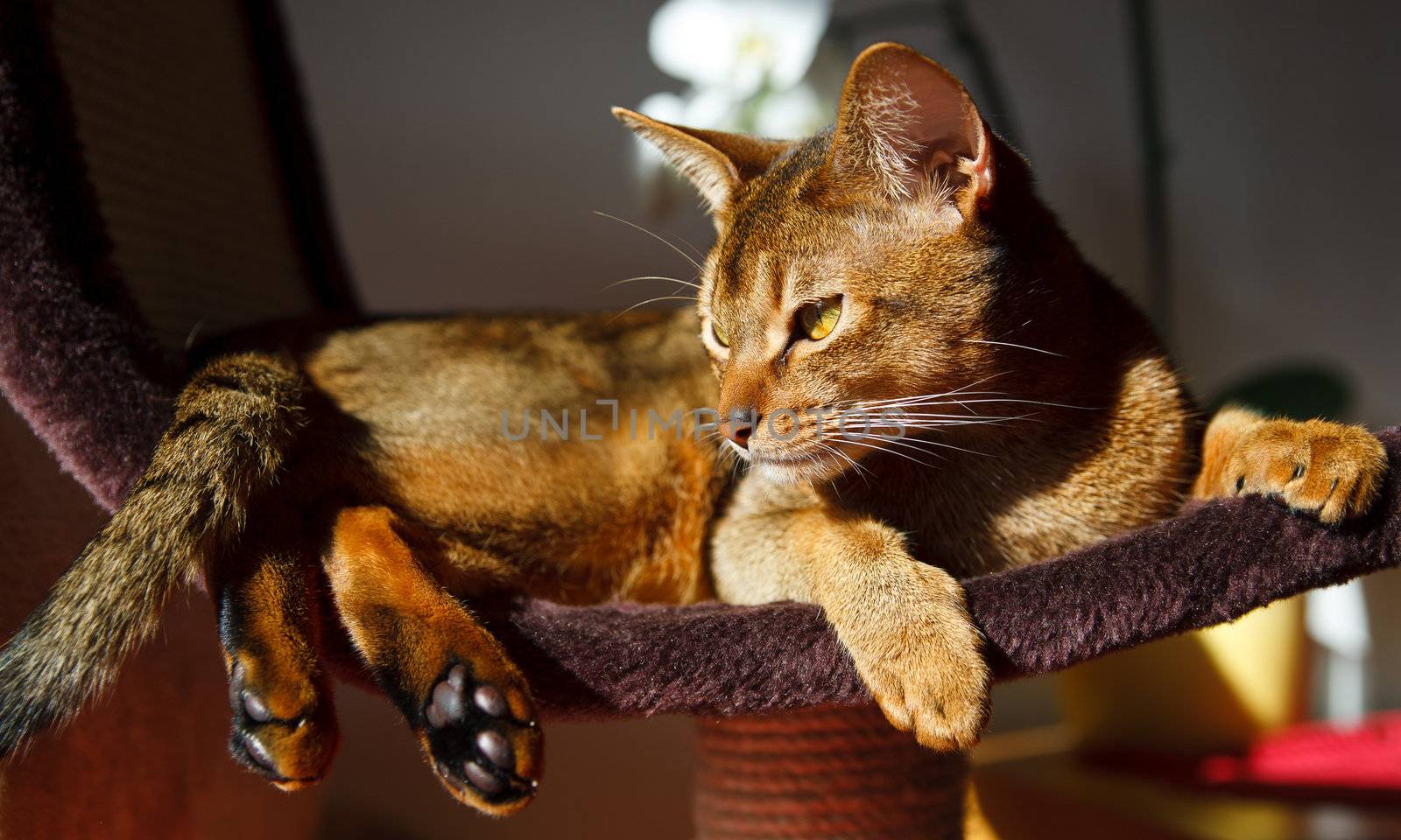 verry cool and wounderful young abyssinian cat photo