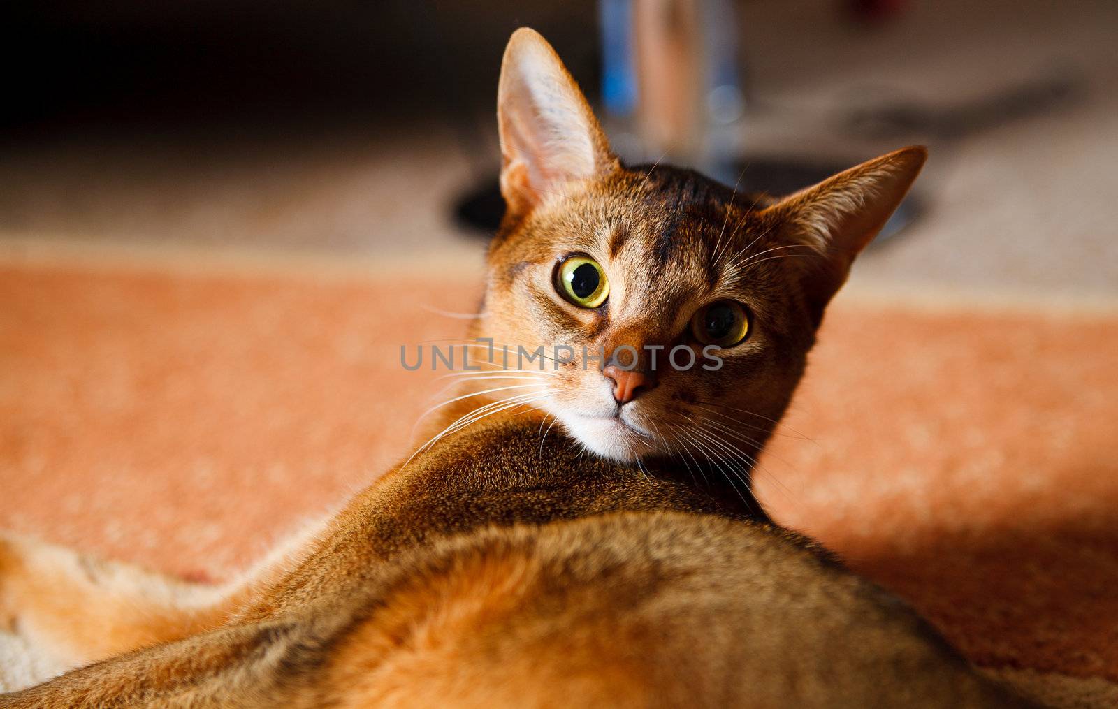 Abyssinian cat by anobis