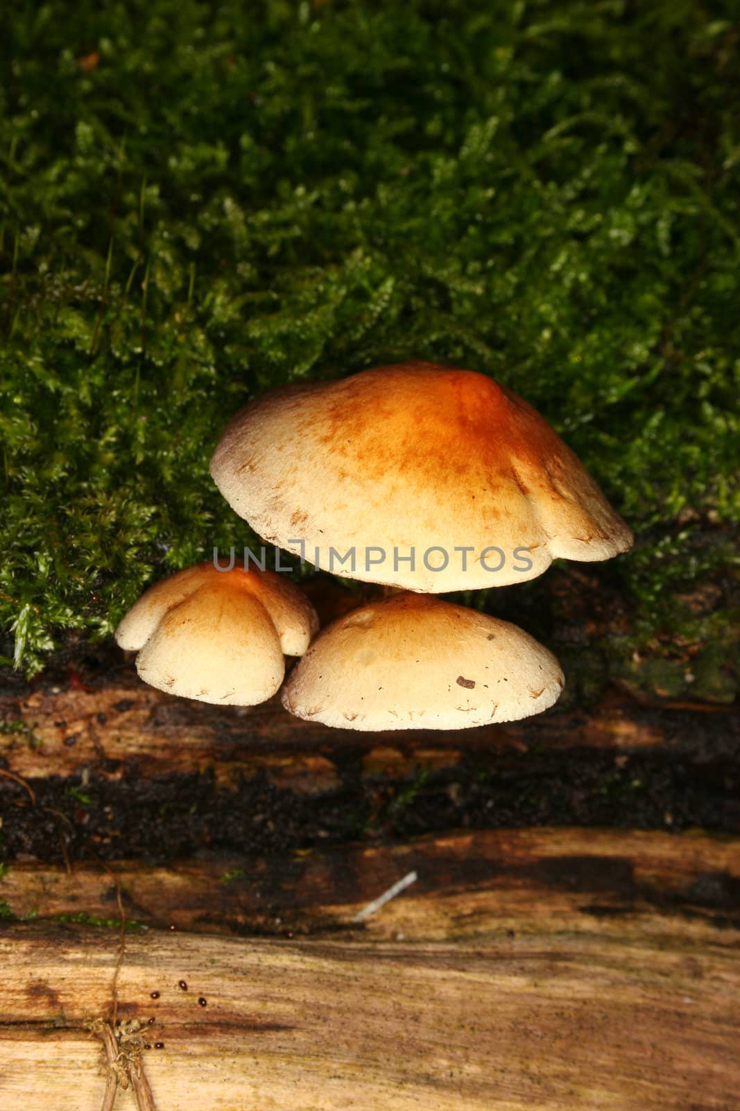 Sulphur Tuft (Hypholoma fasciculare) by tdietrich