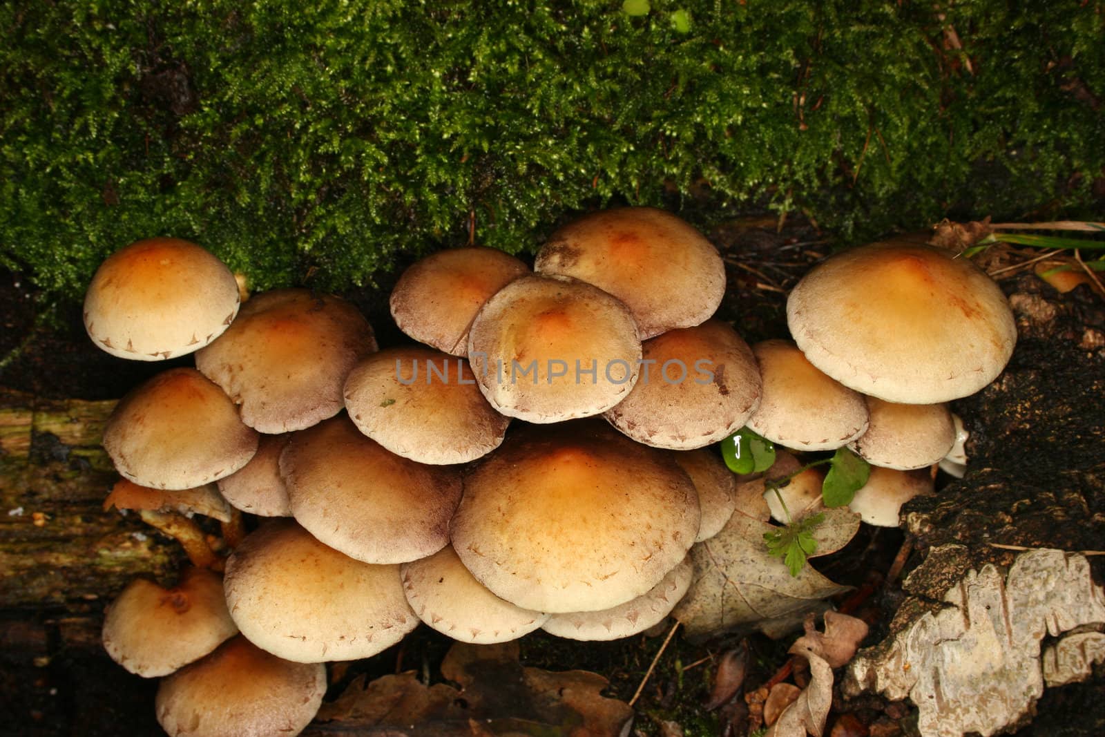 Sulphur Tuft (Hypholoma fasciculare) in a forest