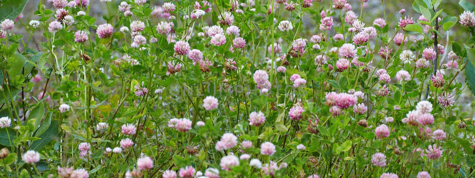 Panoramic photo - meadow covered with flowering clover