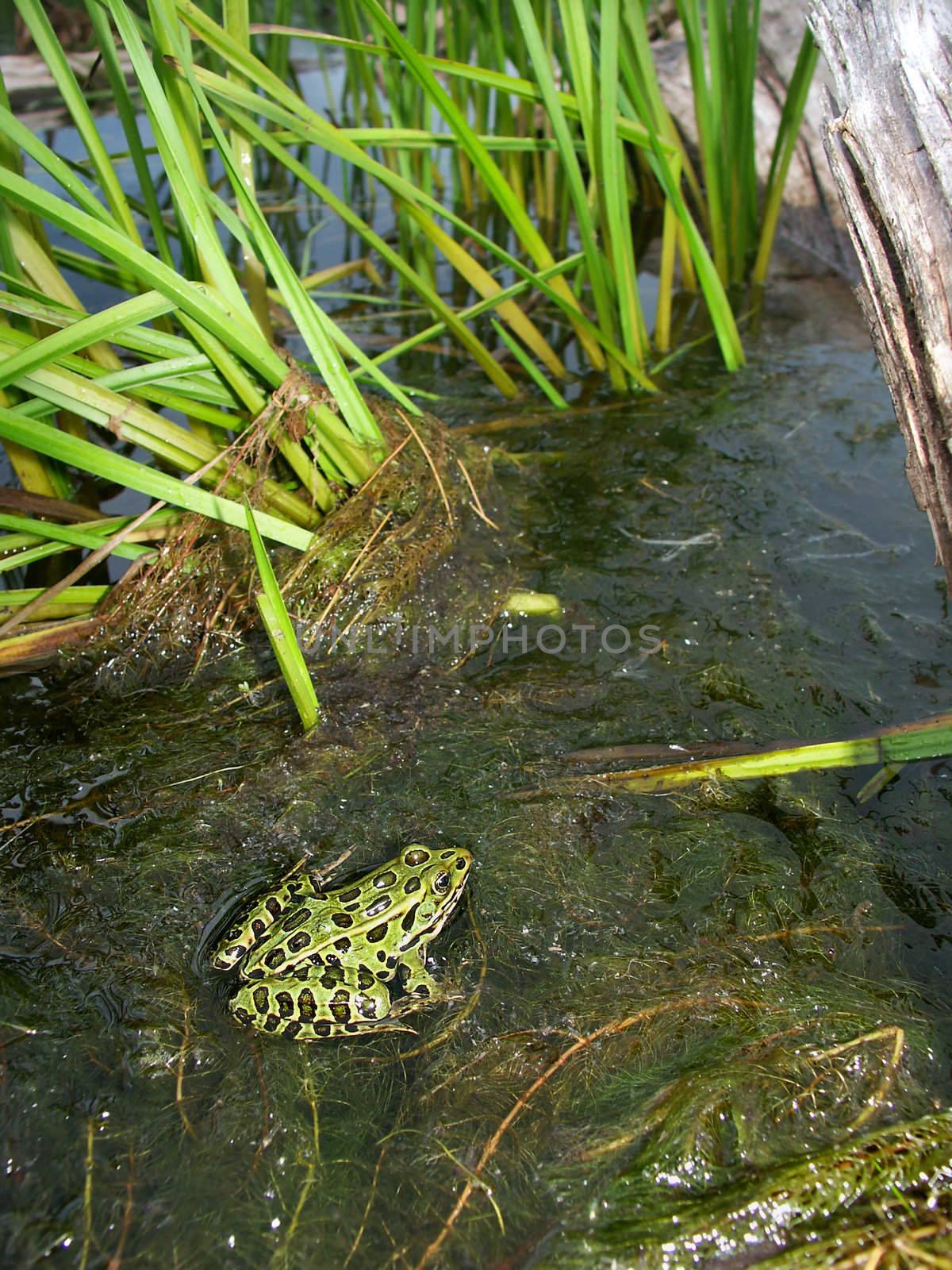 Northern Leopard Frog (Rana pipiens) at North Bass Lake in the northwoods of Wisconsin.