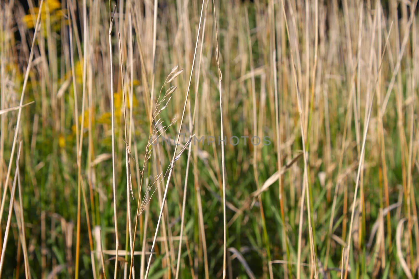 Close up of various plants in a northern Illinois prairie.