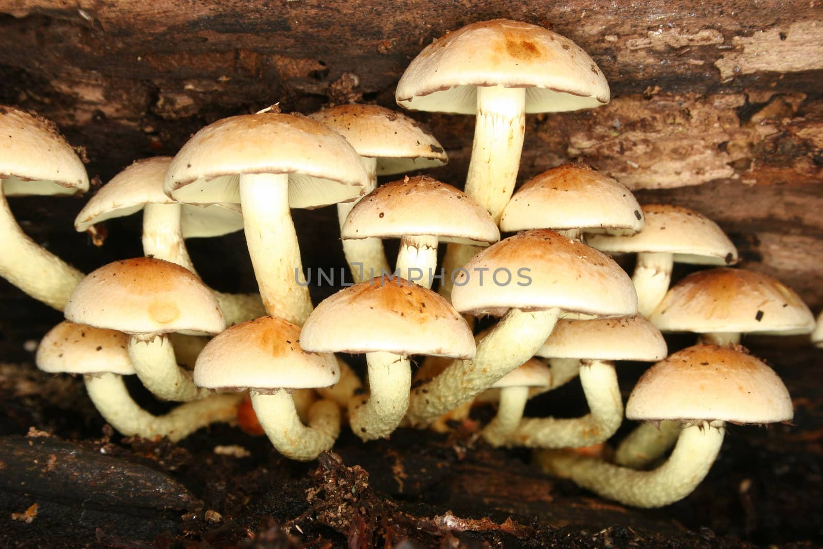 Sulphur Tuft (Hypholoma fasciculare) by tdietrich