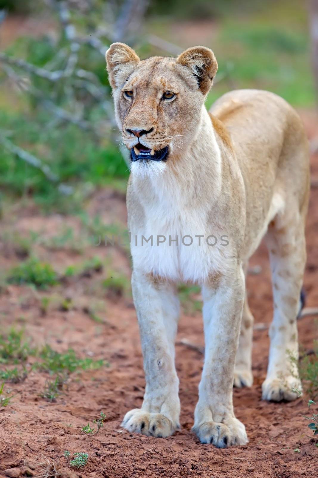 Lioness fixated on her prey