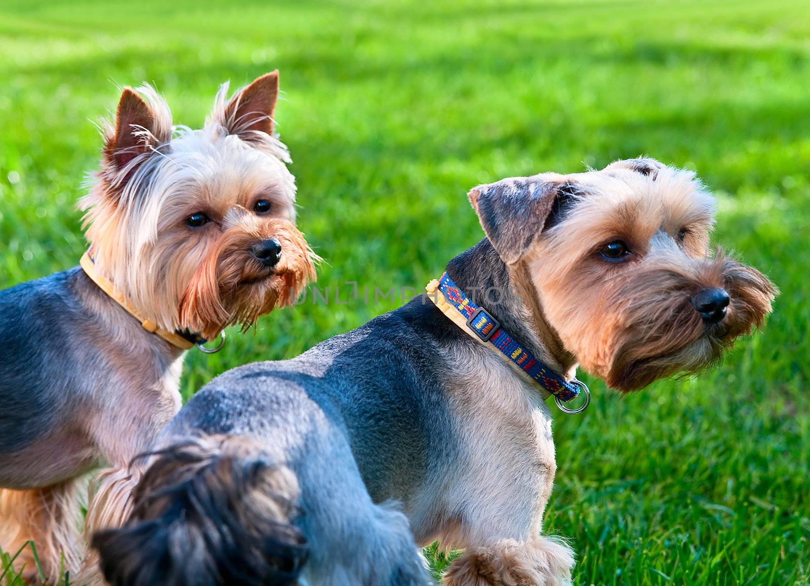 Two Yorkshire terriers on the green grass by zeffss