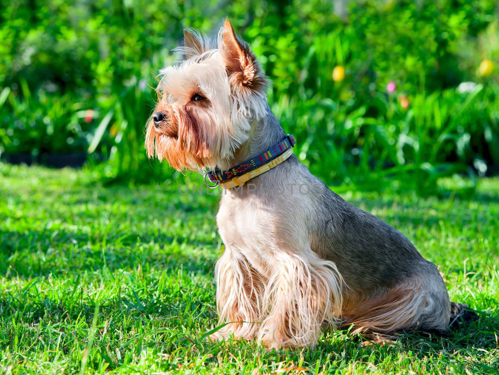 Yorkshire Terrier  on green grass by zeffss