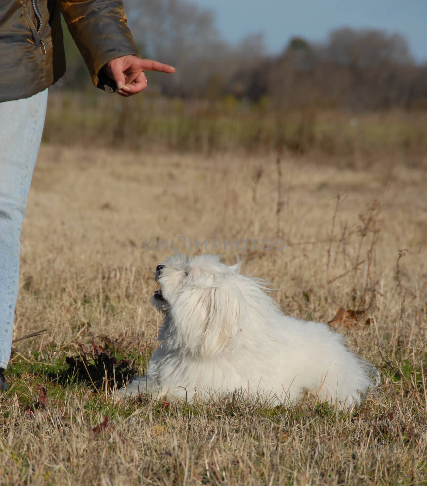 obeying dog by cynoclub