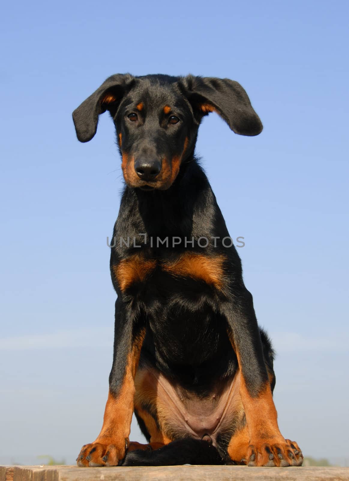 portrait of a beautiful puppy purebred french shepherd beauceron