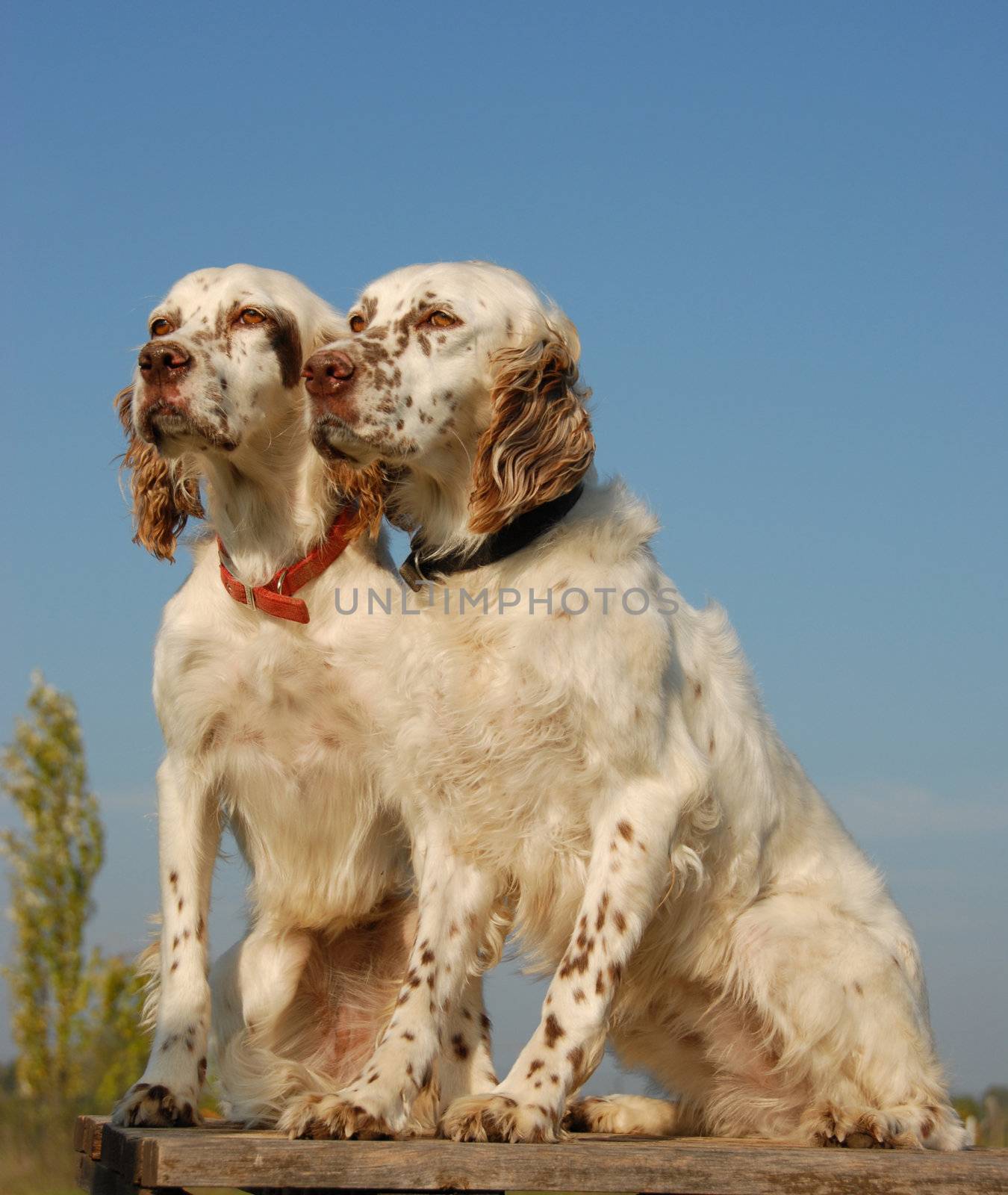 beautiful couple of purebred english setters: hunting dogs

