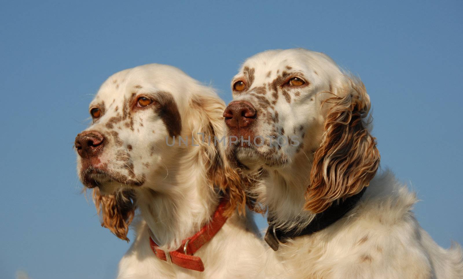 beautiful couple of purebred english setters: hunting dogs

