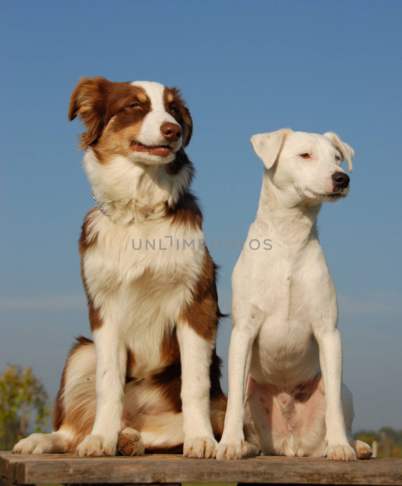 portrait of a  purebred jack russel terrier and a puppy australian shepherd

