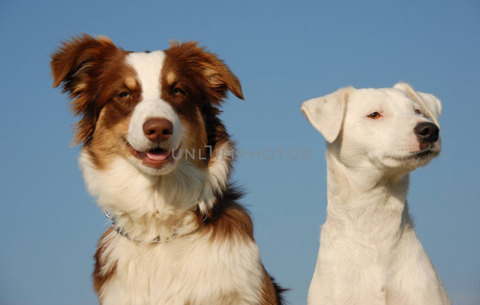 portrait of a  purebred jack russel terrier and a puppy australian shepherd

