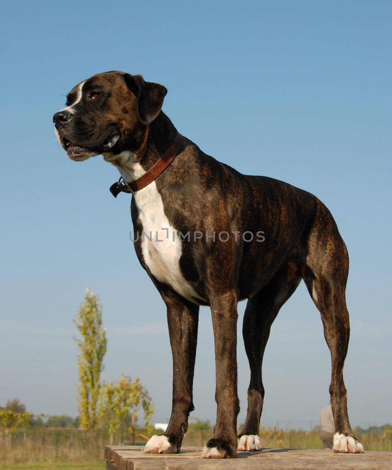 portrait of a purebred german boxer up on a table
